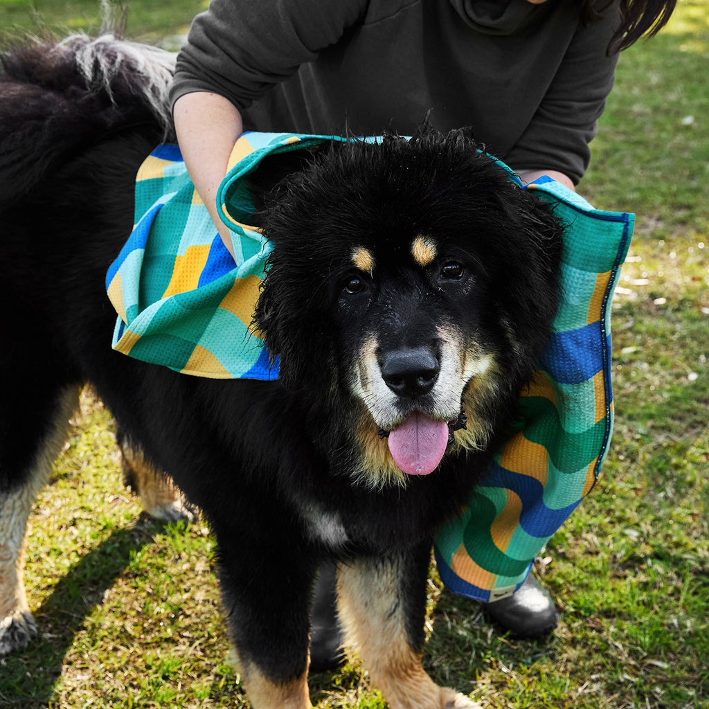 dock and bay towels dog