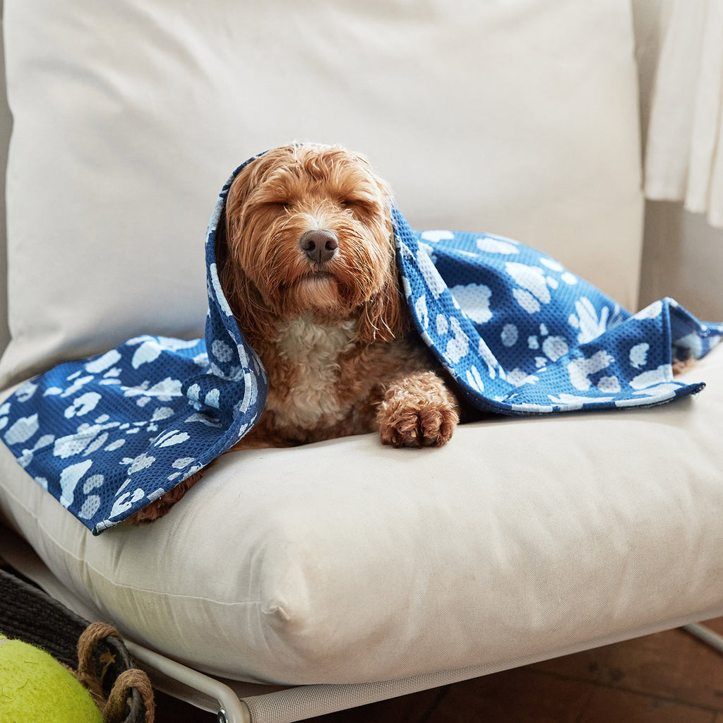 dock and bay towels dog