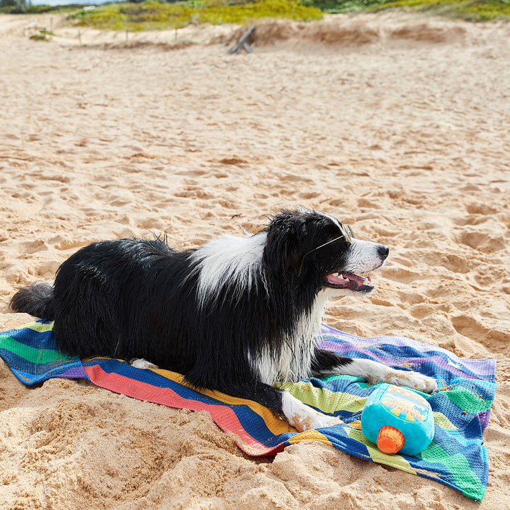 dock and bay dog towels